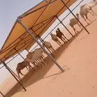 مضلات بل جميع مكاست فك وتركب ضمان موجد علا كلشي مضلات غنم