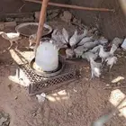 دجاج فيومي جمد