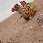 يوجد لدينا اجار جمال ركبي وا خيول وا دبابات وا صقور