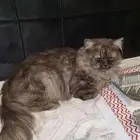 قطه اليفه لتبني من ياخذها يخاف الله فيها يهتم فيها