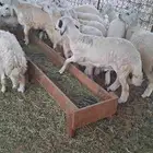 طليان ورخال ذبايح للمناسبات