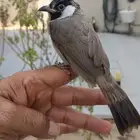 بلابل بلبل بلبول حساوي