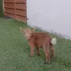 تيوس ماعز قزم