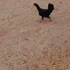 دجاجه