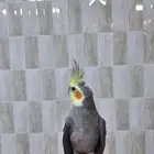 كروان نورمال للبيع