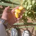فسايل نخل