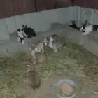 ارانب انثى و ذكور