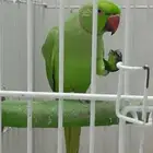 ذكر دره هندي (تم البيع)