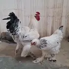 دجاج براهما احجام توب