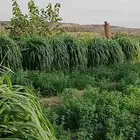 بلوبنك وبونيكام و برسيم للبيع