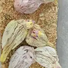 فروخ كروان غر البينو ولاتينو