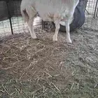 مشروع فحل حري صنف