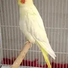 حبه كروان لتينو