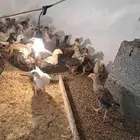 دجاج بلدي العمر شهرين
