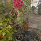 ابو فارس لزاعة الحدايق