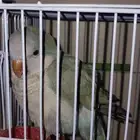 الببغاء صحته ممتازة  ونادر بهذا اللون.