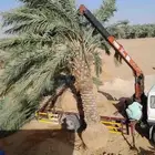 للبيع وشراء جميع انواع النخيل