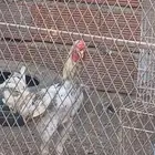 ديك هجين للبيع