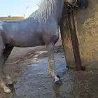 حصان عربي شعبي بدون اوراق معسوف وركوبه طرب على اللجام مطيع