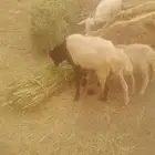 كبش مشاءالله تبارك عمر 3 شهور