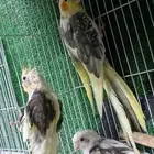 3 كروانات للبيع