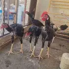 ديك باكستاني