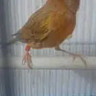 ذكر كناري سوري