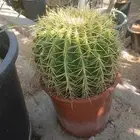 مشتال افندينه لي ازراعه وتنثيك الحديف و الشجار المثمره وي ان