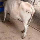 بقرتين للبيع