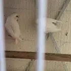 جوز روز أبيض عيون سود