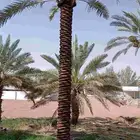 نخل للبيع