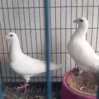 3 أجواز زاجل اصيل نوادر