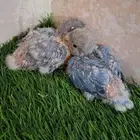 ثلاثه فروخ روز قابله للغر بصحه جيده