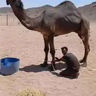 للبيع القعود المجهم الكفو السن ثني