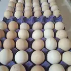 بيض دجاج تركي احمر