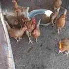 دجاج تركي للبيع