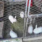 ارناب فرنسي