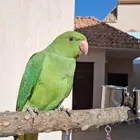 ببغاء الدره الييف