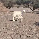 نعجتين معهن طليين .