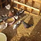 الخرج حمام مصري ودجاج للبيع
