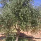 شجر زيتون نيبالي محسن درجه اولا