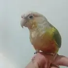 كينيور اليف