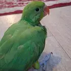 فرخ ببغاء دره