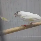 انثى كناري سوري (تم البيع)