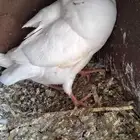 زغاليل فرنسي حي