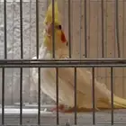 ذكر كروان هولندي