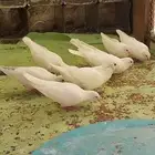 حمام فرنسي