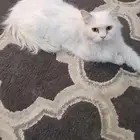 قطة للتبني