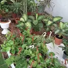 شتلات منزلية أشجار داخلية نباتات منزلية