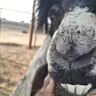 تيس عارضي صنف رباع من حلال ابو هاشم الصبحي